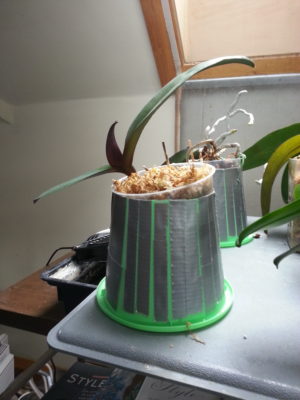 Figure 1.  Standard clear plastic orchid pot, placed inside of large, inverted  (green) plastic pot whose bottom has been removed. The green pot traps  heat from the gray heating pad below. The clear plastic pot ordinarily  would be placed snugly in the green pot but is askew, above, for  illustrative purposes. 