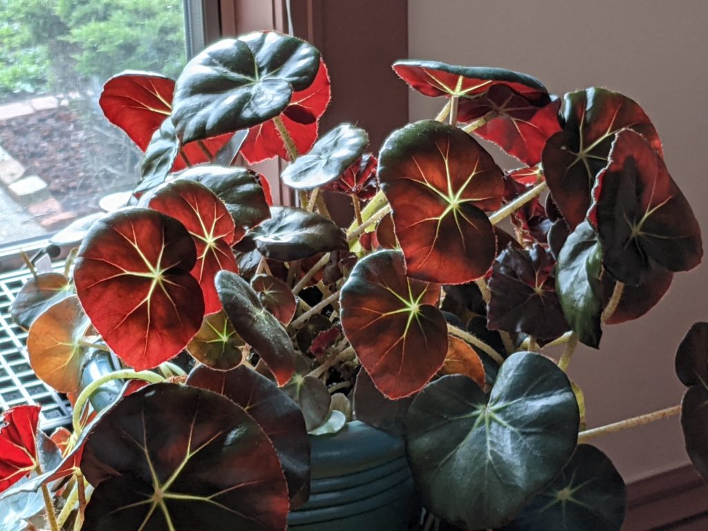 How I Grow Beefsteak Begonias and Other House Plants – Marshall Lev Dermer